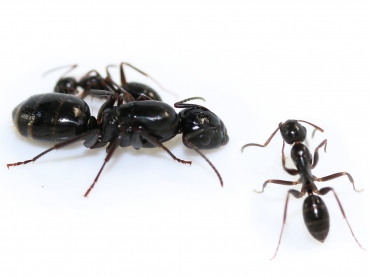 Camponotus fallax (Kerblippige Rossameise)